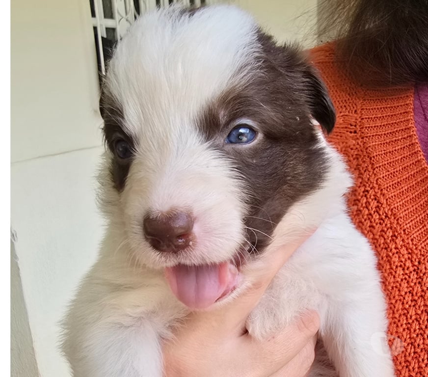 Animais Estimação à Venda Macuco RJ - Fotos para Border Collie Red Merle Marrom e Branco