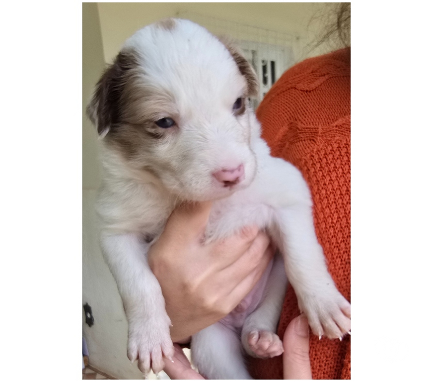 Animais Estimação à Venda Macuco RJ - Fotos para Border Collie Red Merle Marrom e Branco
