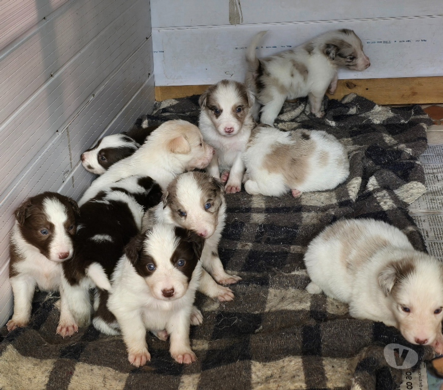 Animais Estimação à Venda Macuco RJ - Fotos para Border Collie Red Merle Marrom e Branco