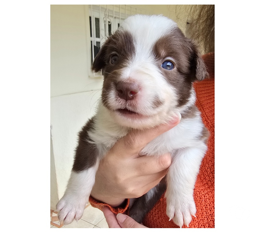 Animais Estimação à Venda Macuco RJ - Fotos para Border Collie Red Merle Marrom e Branco