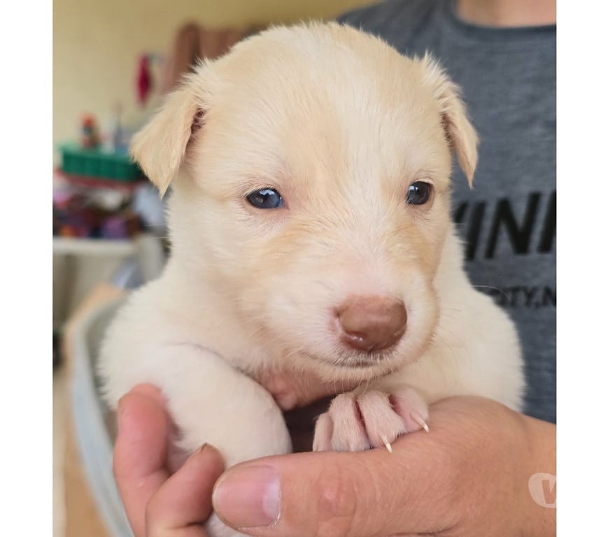 Animais Estimação à Venda Macuco RJ - Fotos para Border Collie Red Merle Marrom e Branco