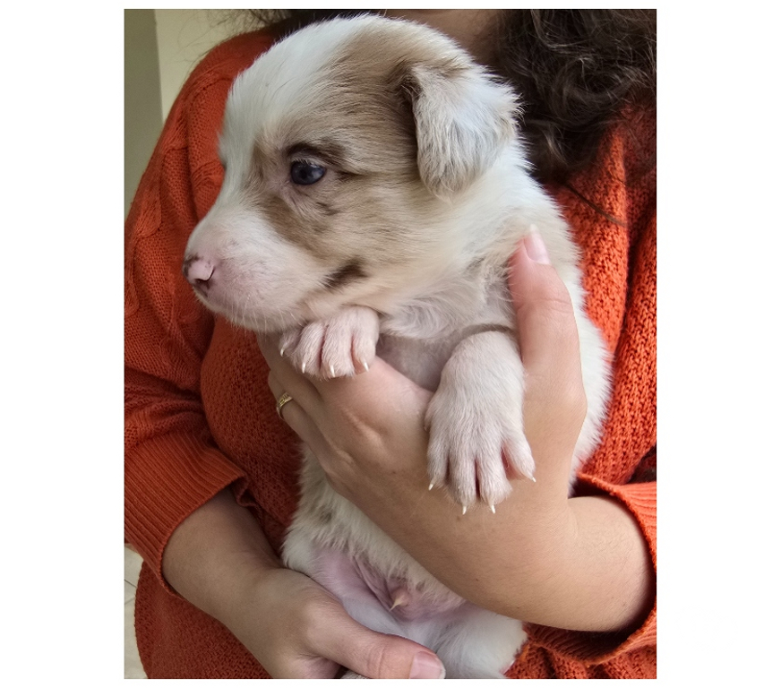 Animais Estimação à Venda Macuco RJ - Fotos para Border Collie Red Merle Marrom e Branco