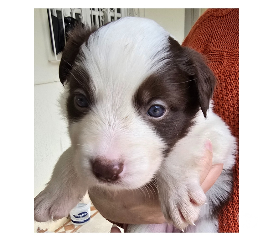 Animais Estimação à Venda Macuco RJ - Fotos para Border Collie Red Merle Marrom e Branco