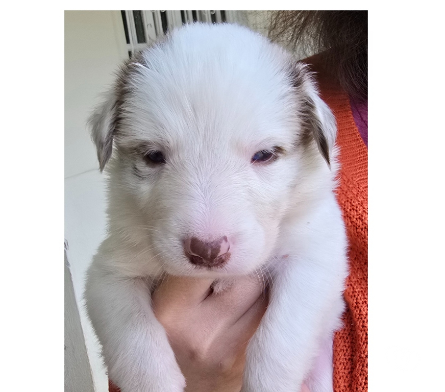 Animais Estimação à Venda Macuco RJ - Fotos para Border Collie Red Merle Marrom e Branco
