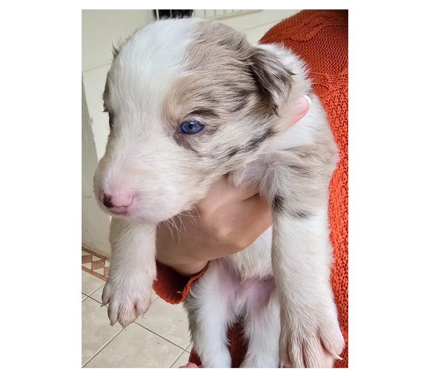 Animais Estimação à Venda Macuco RJ - Fotos para Border Collie Red Merle Marrom e Branco