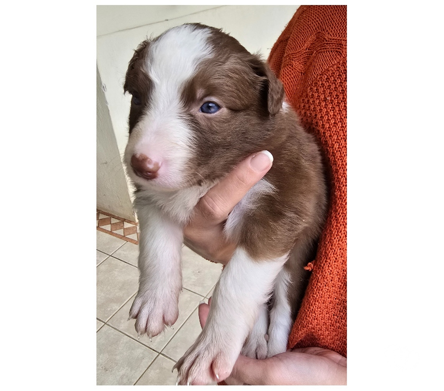 Animais Estimação à Venda Macuco RJ - Fotos para Border Collie Red Merle Marrom e Branco