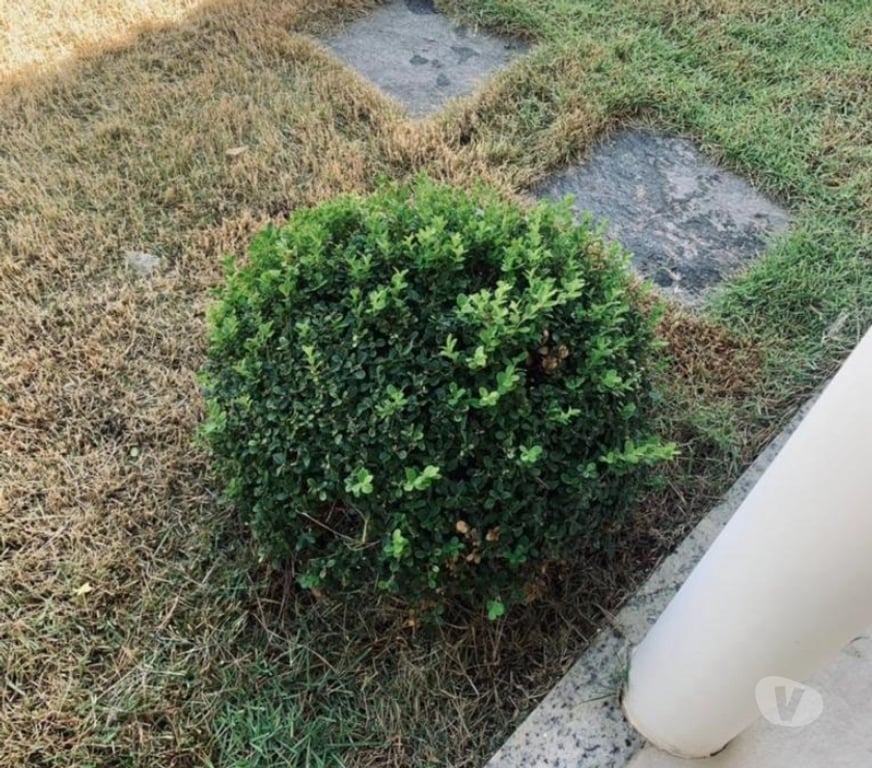 Reparo - Conserto - Reforma Mesquita RJ - Fotos para Serviços de pedreiro,jardinagem e pinturas