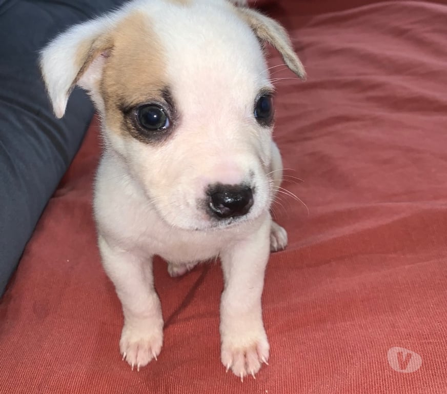 Animais Estimação à Venda Sao Paulo SP São Mateus - Fotos para Filhote de pitbull