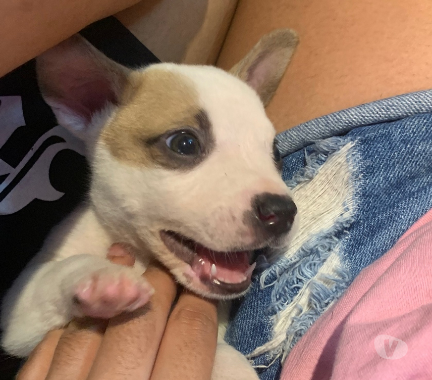 Animais Estimação à Venda Sao Paulo SP São Mateus - Fotos para Filhote de pitbull