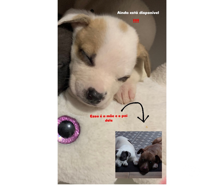 Animais Estimação à Venda Sao Paulo SP São Mateus - Fotos para Filhote de pitbull