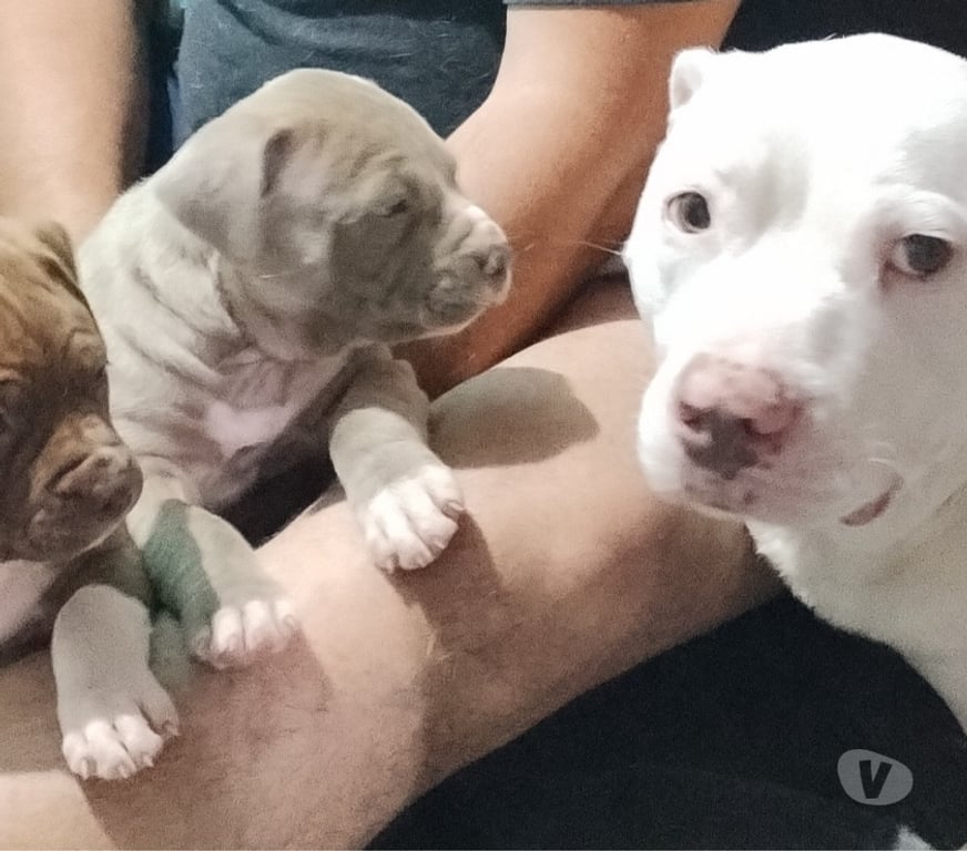 Animais Estimação à Venda Sao Paulo SP Jaçanã - Fotos para Vendo Pitbull Filhotes
