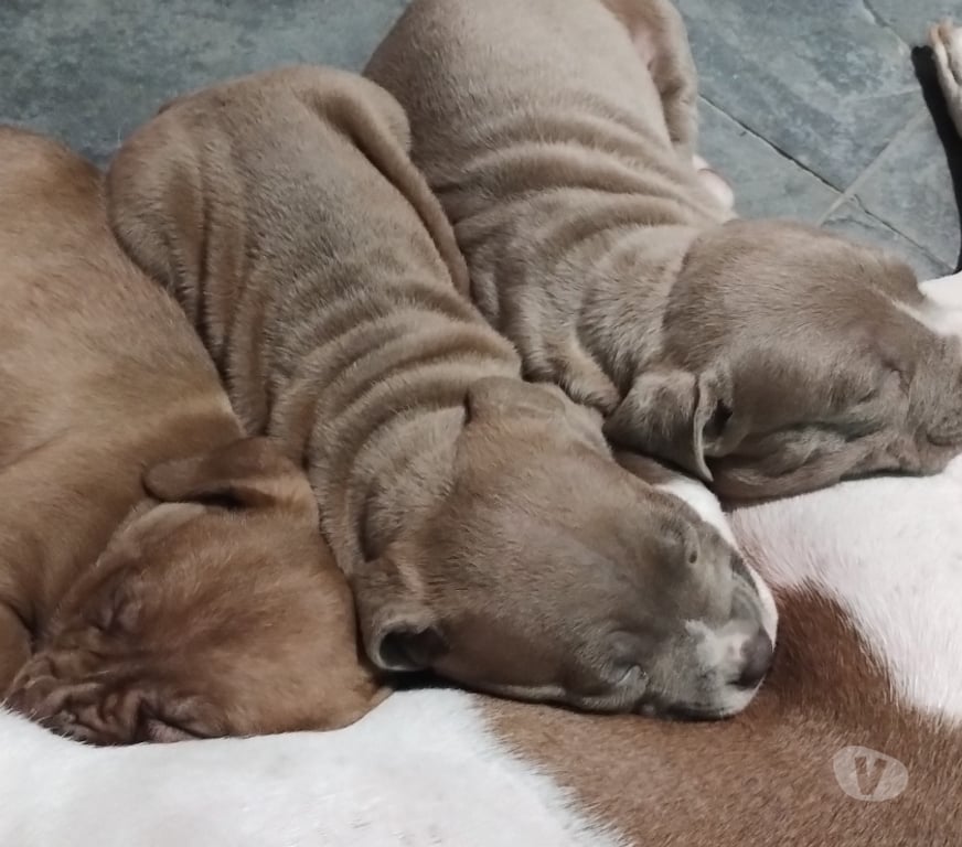 Animais Estimação à Venda Sao Paulo SP Jaçanã - Fotos para Vendo Pitbull Filhotes
