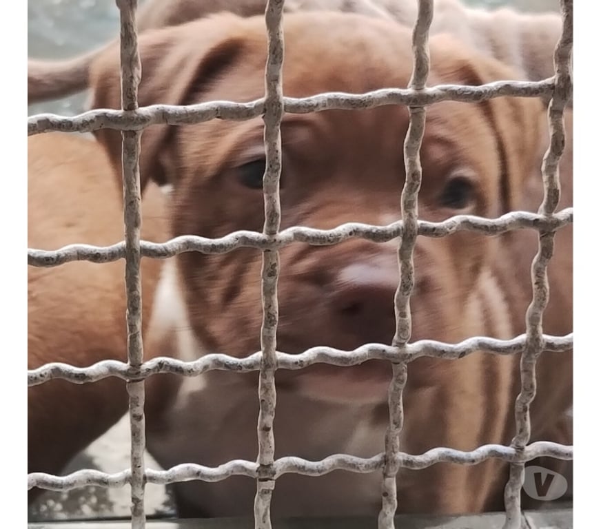 Animais Estimação à Venda Sao Paulo SP Jaçanã - Fotos para Vendo Pitbull Filhotes