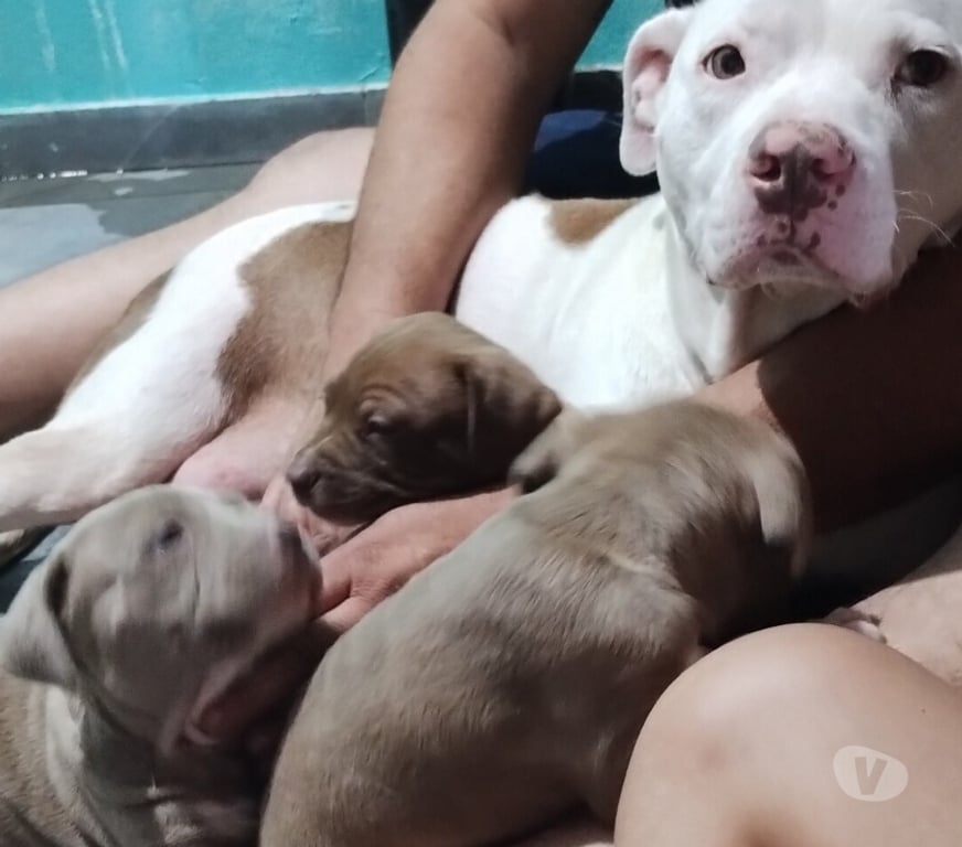 Animais Estimação à Venda Sao Paulo SP Jaçanã - Fotos para Vendo Pitbull Filhotes