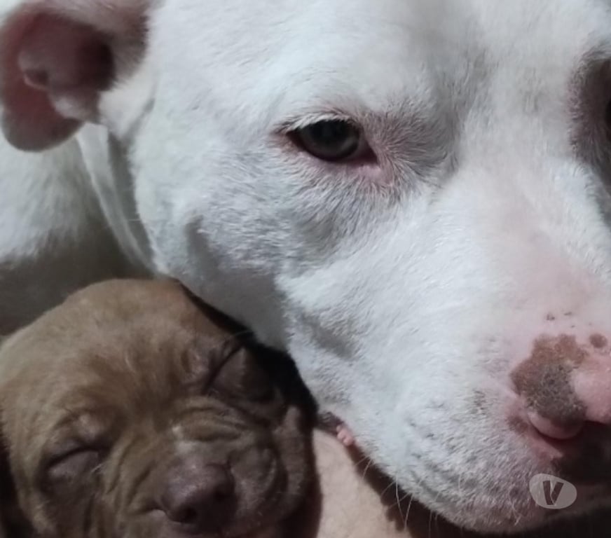 Animais Estimação à Venda Sao Paulo SP Jaçanã - Fotos para Vendo Pitbull Filhotes