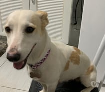 doa-se femea de 2 anos