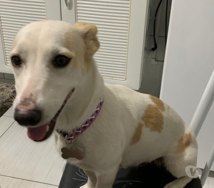 Adoção Animais de Estimação - Fotos para doa-se femea de 2 anos