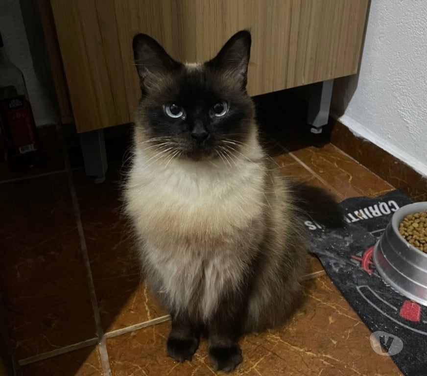 Adoção Animais de Estimação Sao Paulo SP Ipiranga - Fotos para Gatinha para adoção