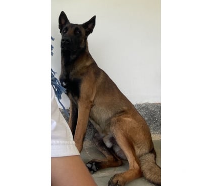 Animais estimação à venda - Fotos para Pastor Belga Malinois