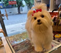 Lindos filhotes de maltês raça pura disponível