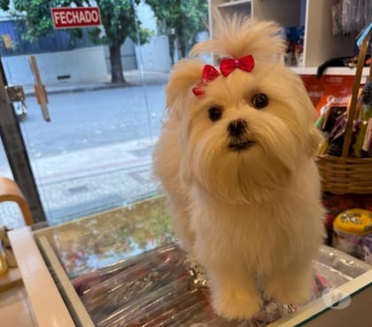 Animais estimação à venda - Fotos para Lindos filhotes de maltês raça pura disponível