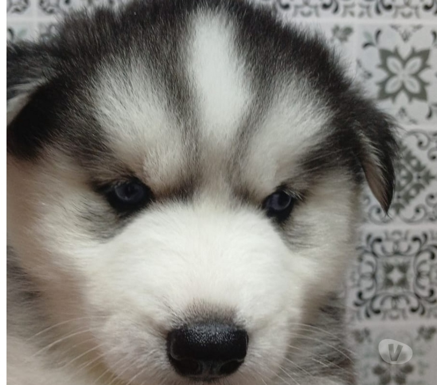 Animais Estimação à Venda Bernardino de Campos SP - Fotos para Filhotes de Husk disponível