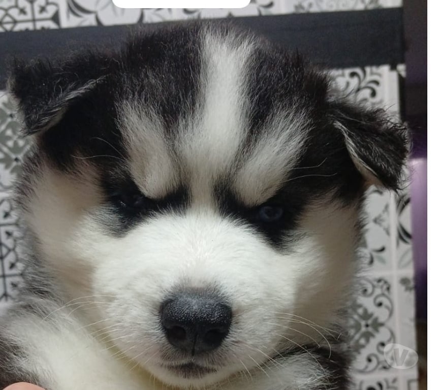 Animais Estimação à Venda Bernardino de Campos SP - Fotos para Filhotes de Husk disponível