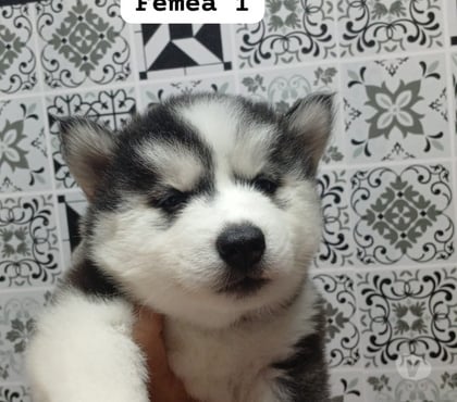 Animais Estimação à Venda - Fotos para Filhotes de Husk disponível