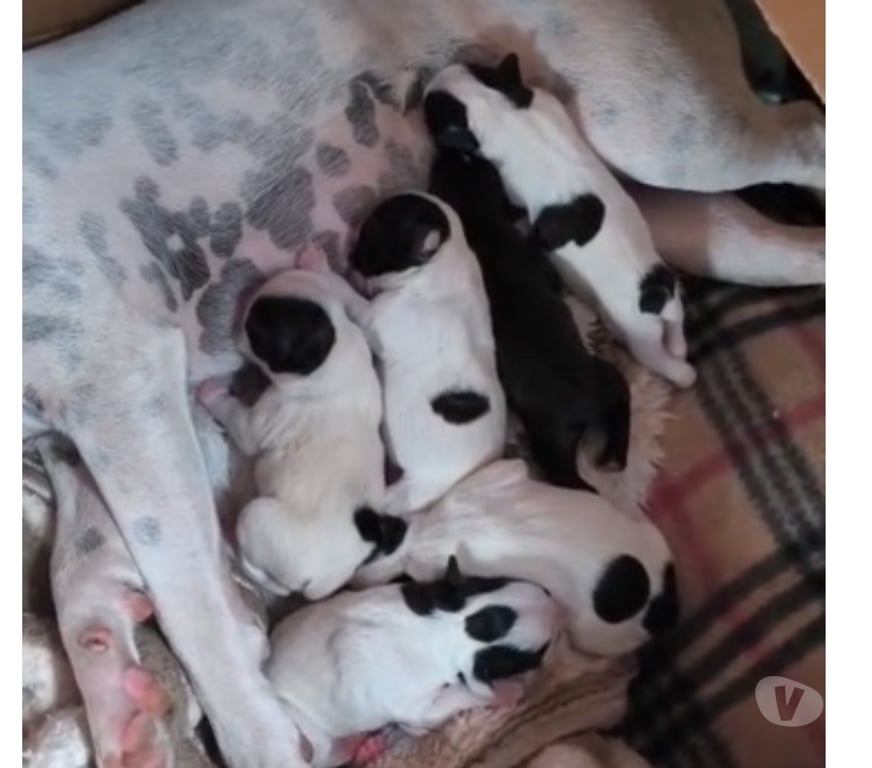 Animais Estimação à Venda Cachoeirinha Sul RS - Fotos para VENDA DE FILHOTES BULLDOG FRANCÊS