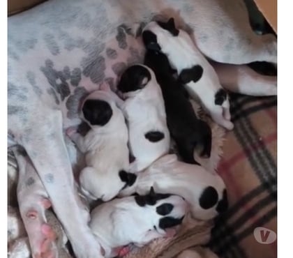 Animais Estimação à Venda - Fotos para VENDA DE FILHOTES BULLDOG FRANCÊS