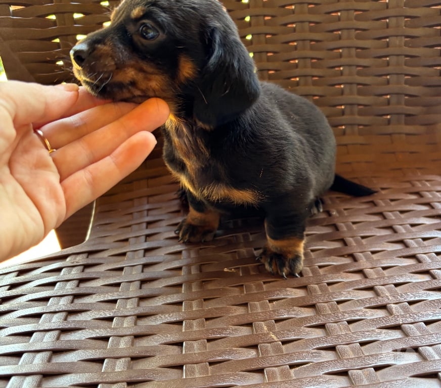 Animais Estimação à Venda Sao Sebastiao da Amoreira PR - Fotos para Dachsund filhote