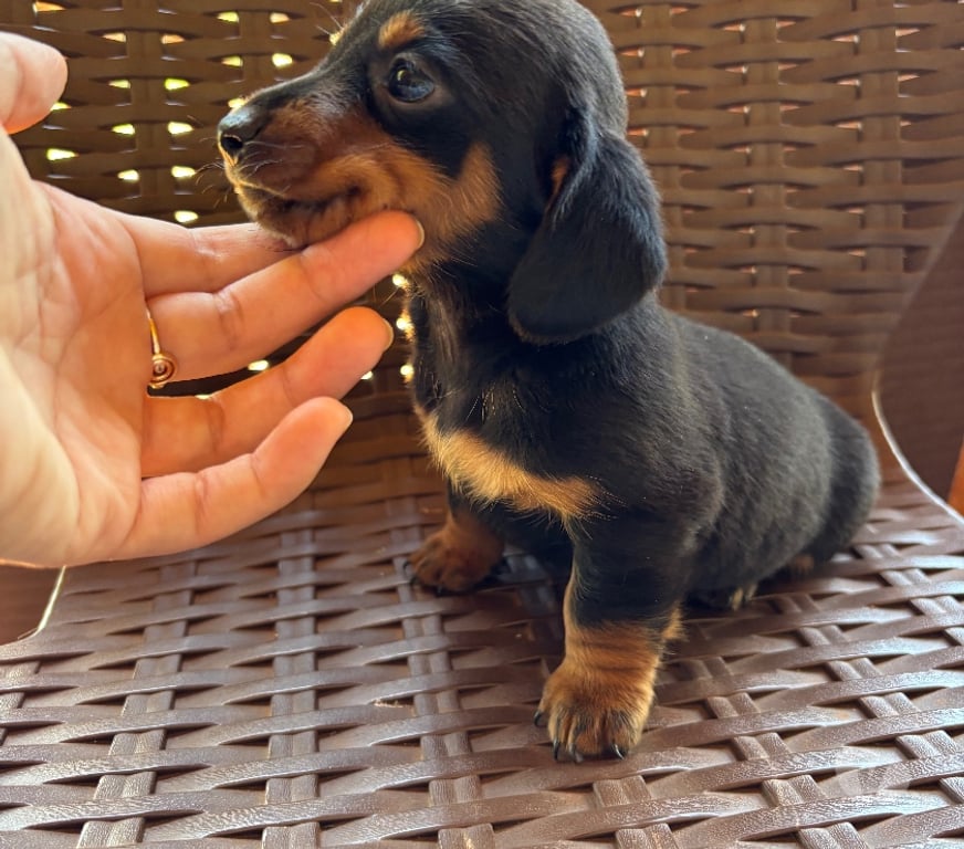 Animais Estimação à Venda Sao Sebastiao da Amoreira PR - Fotos para Dachsund filhote