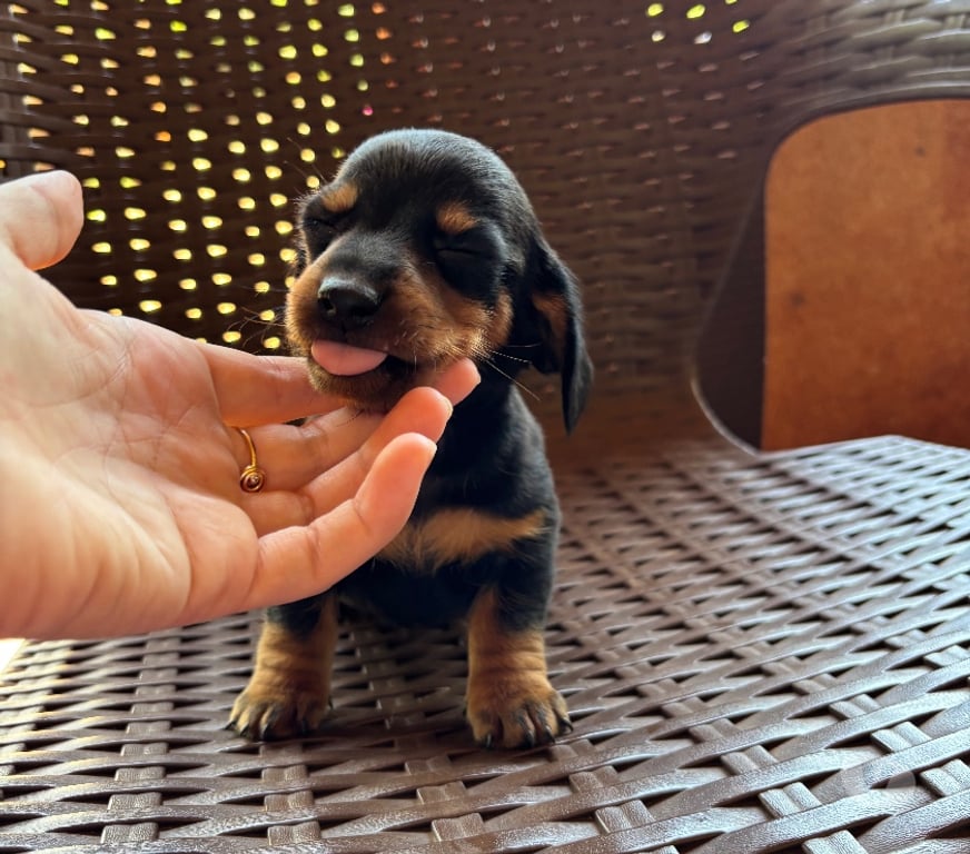 Animais Estimação à Venda Sao Sebastiao da Amoreira PR - Fotos para Dachsund filhote