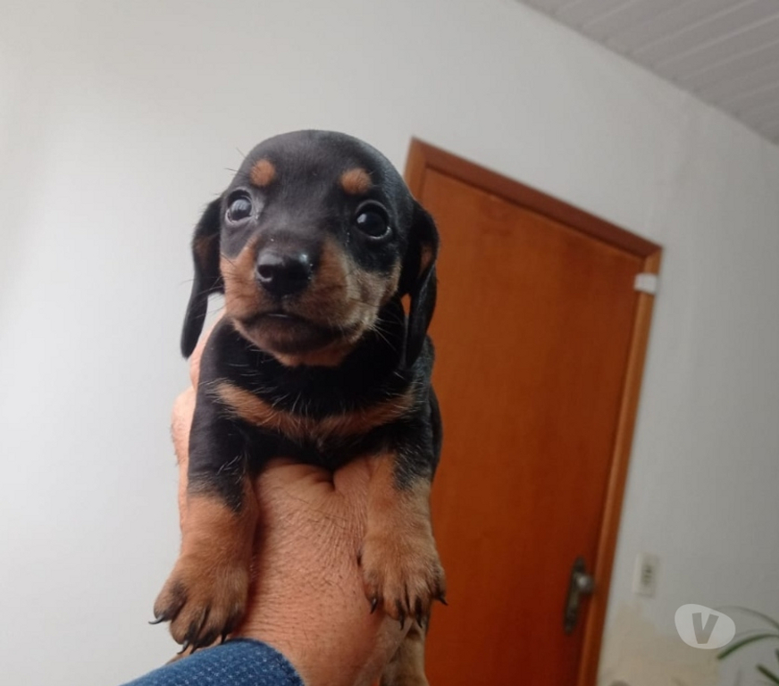Animais Estimação à Venda Londrina PR - Fotos para Filhotes de dachshund