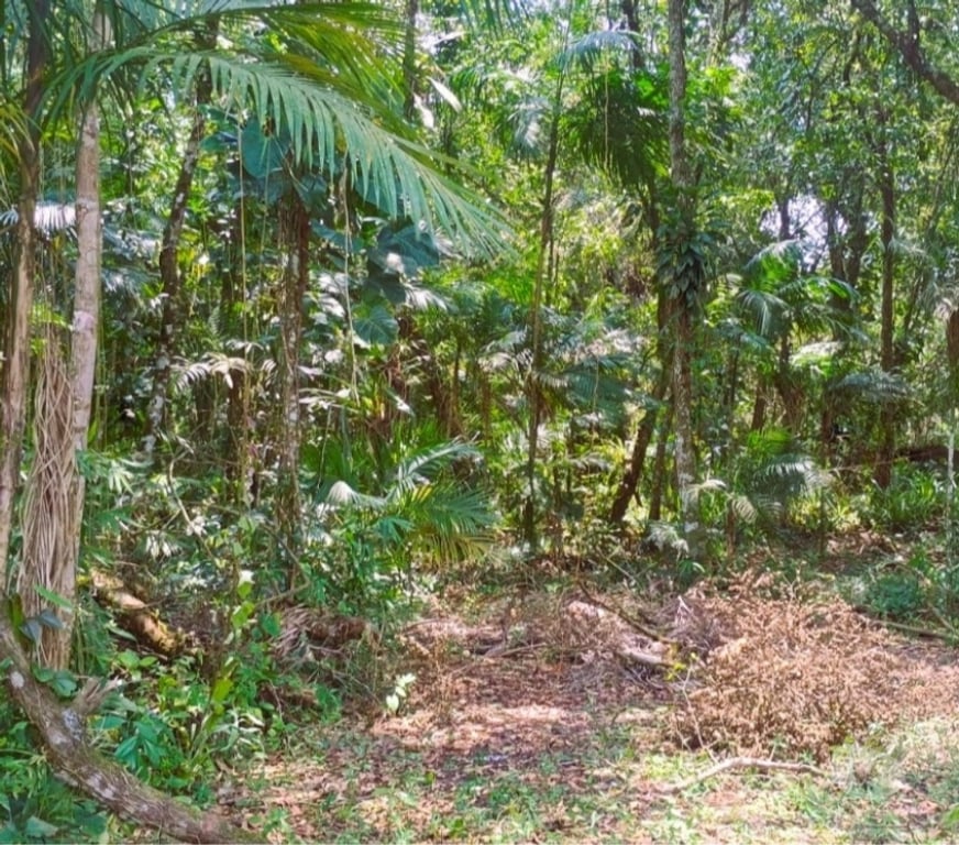 Terrenos Itanhaem SP - Fotos para Terreno para chácara na praia