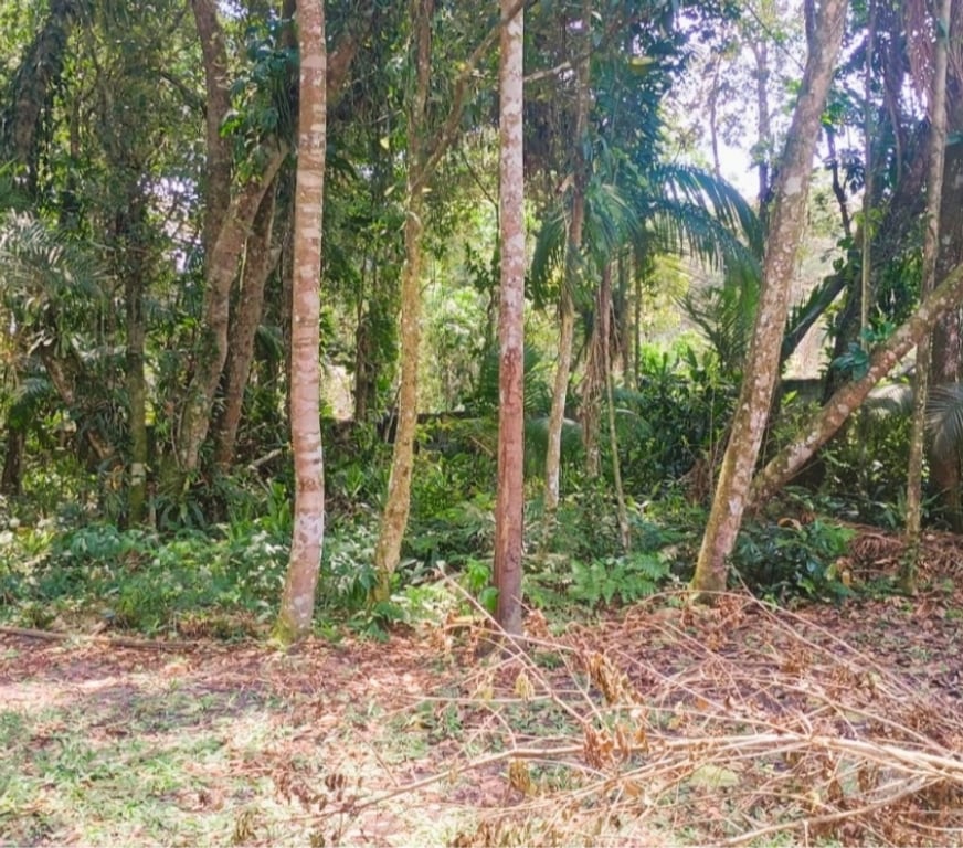 Terrenos Itanhaem SP - Fotos para Terreno para chácara na praia