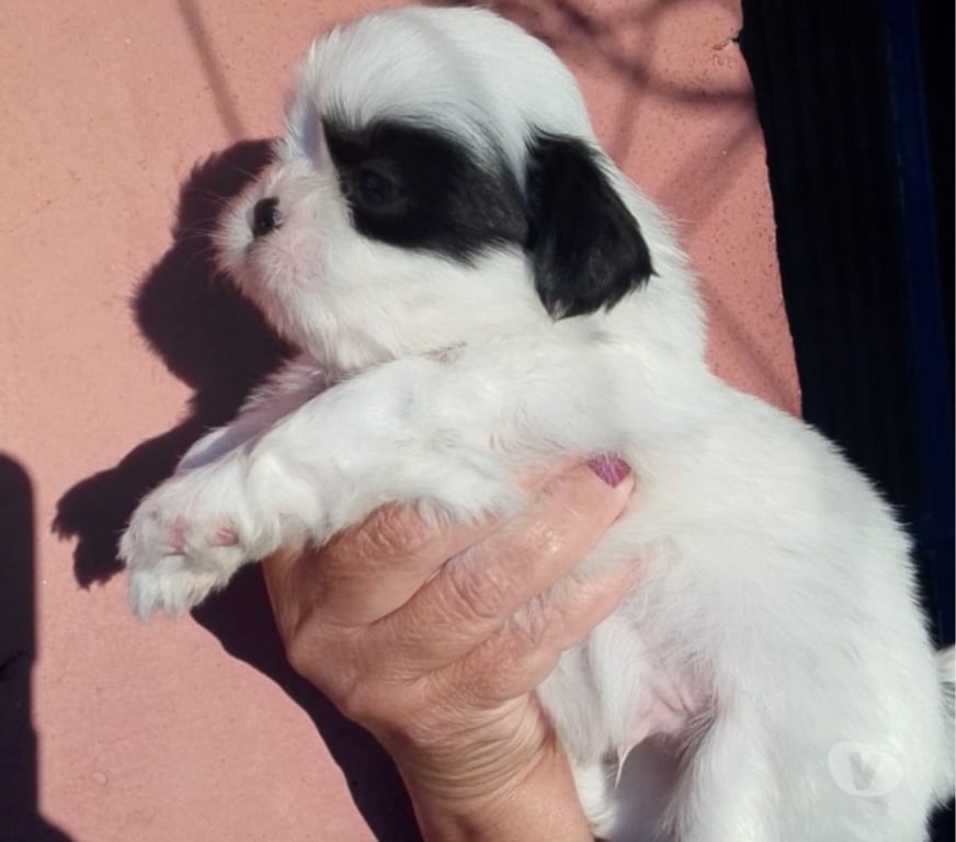 Animais Estimação à Venda Barueri SP - images_alt_text Shitzu Filhotes