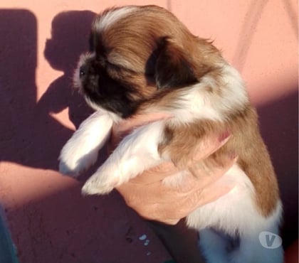 Animais Estimação à Venda - Fotos para Shitzu Filhotes