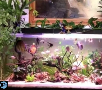 Capacitação profissional Outros Bairros Belo Horizonte MG Belo Horizonte MG - Fotos para Curso aquarismo básico ao avançado Online mais Certificado