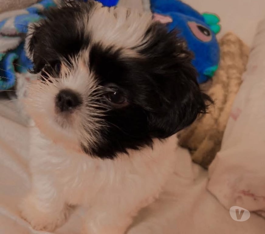 Animais Estimação à Venda Sao Paulo SP Aricanduva - Fotos para Shitzu Fêmea 2 meses