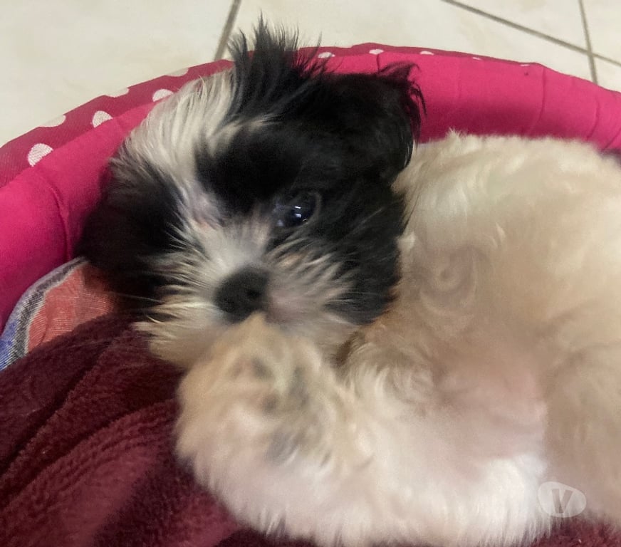 Animais Estimação à Venda Sao Paulo SP Aricanduva - Fotos para Shitzu Fêmea 2 meses
