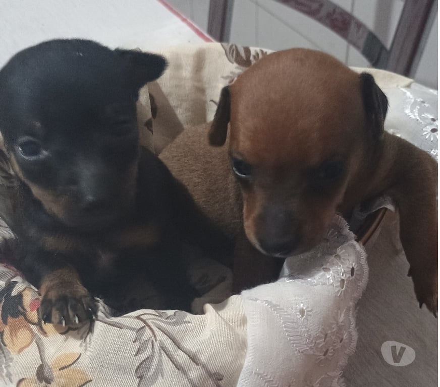 Animais Estimação à Venda Hortolandia SP - Fotos para Filhote De Pinscher