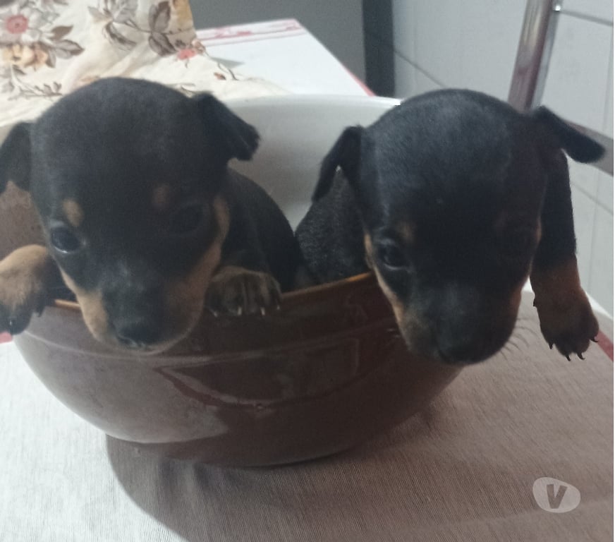 Animais Estimação à Venda Hortolandia SP - Fotos para Filhote De Pinscher