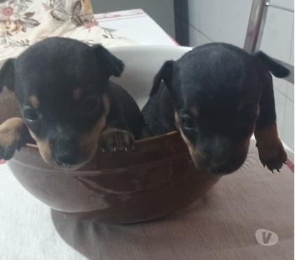 Animais Estimação à Venda - Fotos para Filhote De Pinscher
