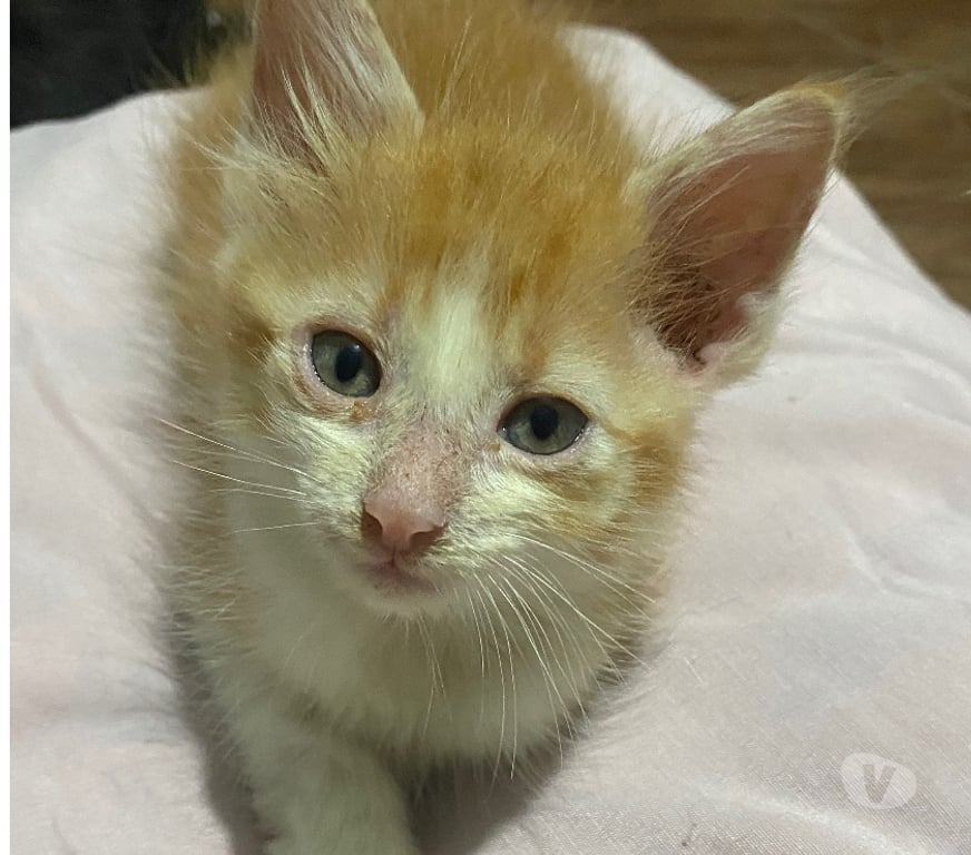 Adoção Animais de Estimação Belford Roxo RJ - Fotos para Tá triste? Adote um gato e fique maluco