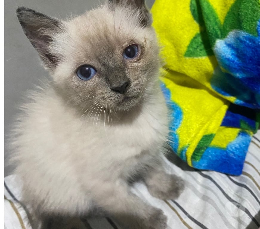 Adoção Animais de Estimação Belford Roxo RJ - Fotos para Tá triste? Adote um gato e fique maluco