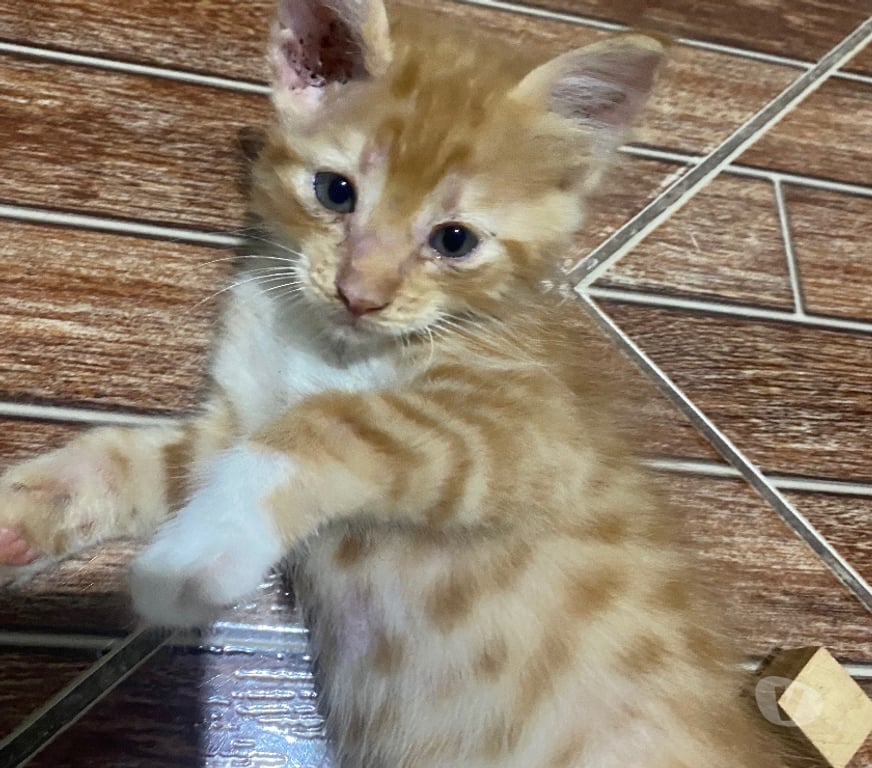 Adoção Animais de Estimação Belford Roxo RJ - Fotos para Tá triste? Adote um gato e fique maluco