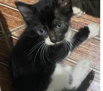 Tá triste? Adote um gato e fique maluco