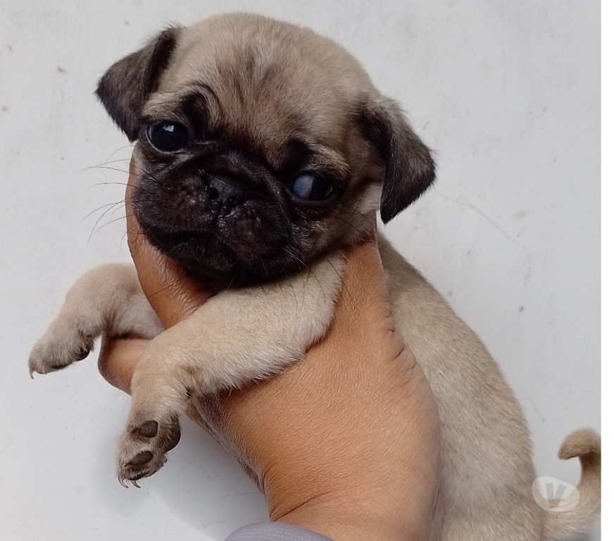 Animais Estimação à Venda Sao Paulo SP Saúde - Fotos para Pug macho e fêmea