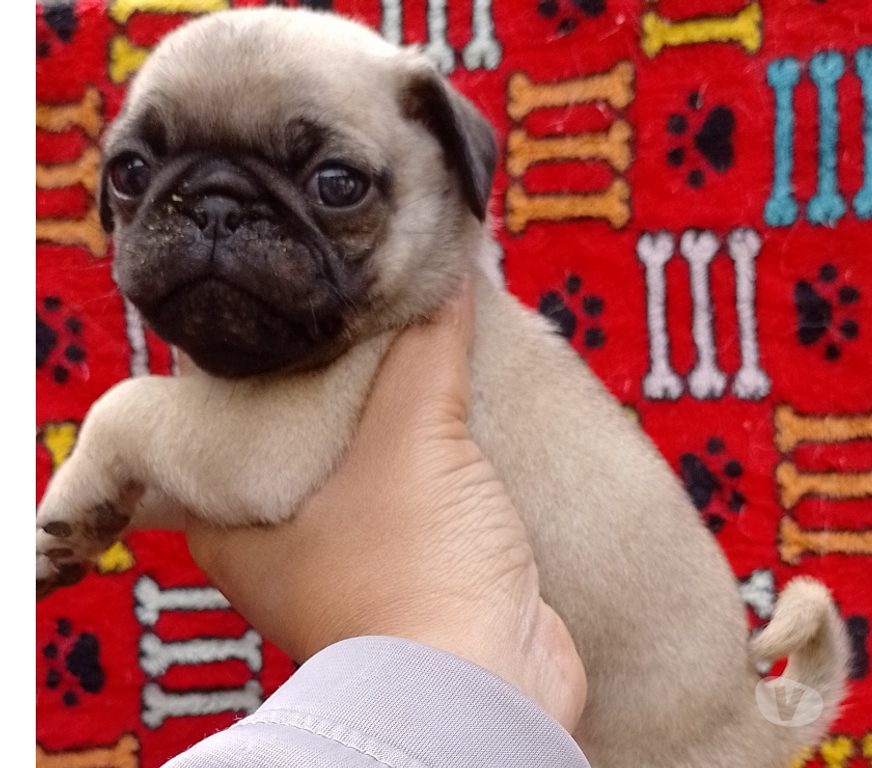 Animais Estimação à Venda Sao Paulo SP Saúde - Fotos para Pug macho e fêmea